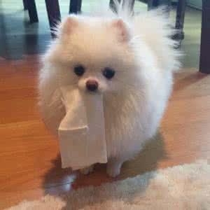 萨摩耶和白色瑞士牧羊犬:银狐犬和萨摩耶最大的区别是什么？ 萨摩耶与瑞士白色牧羊犬的区别