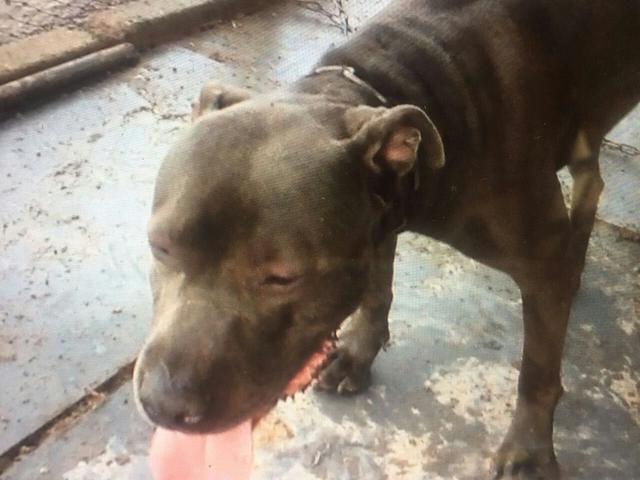 世界最凶悍名犬排名:位于世界十大凶猛犬首位的比特犬有多凶猛？