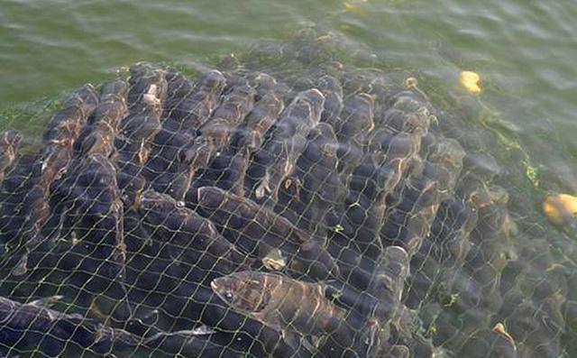 信阳鱼类养殖:为什么河南信阳人这么会吃鱼？