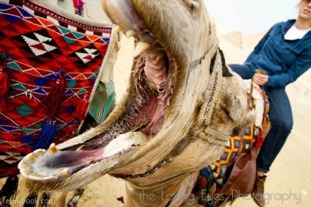什么动物吃仙人掌都不扎嘴:什么动物吃仙人掌都不扎嘴啊 骆驼为什么能吃长满刺的荆棘和仙人掌，却不被扎？