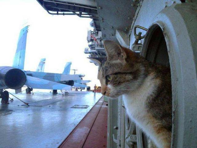 重庆猫坚强:为何军舰上要养一只“舰猫”？