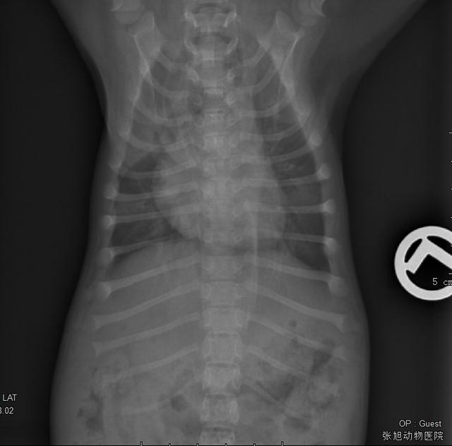 狗得狗瘟能治好吗:狗狗得了犬瘟用清解合剂能治好吗？