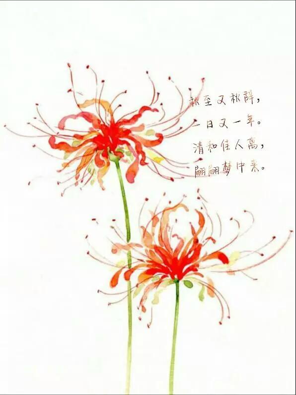 灵异事件薄彼岸花:把自己的血滴在彼岸花上会怎么样？