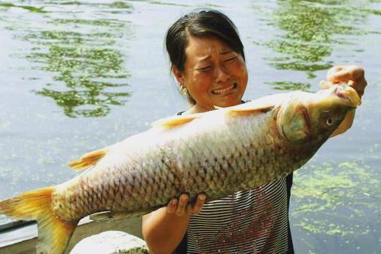 观赏水族疾病防治论坛:翻塘惨过翻车，农村养鱼如何避免“翻塘”发生？