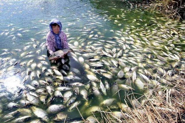 观赏水族疾病防治论坛:翻塘惨过翻车，农村养鱼如何避免“翻塘”发生？