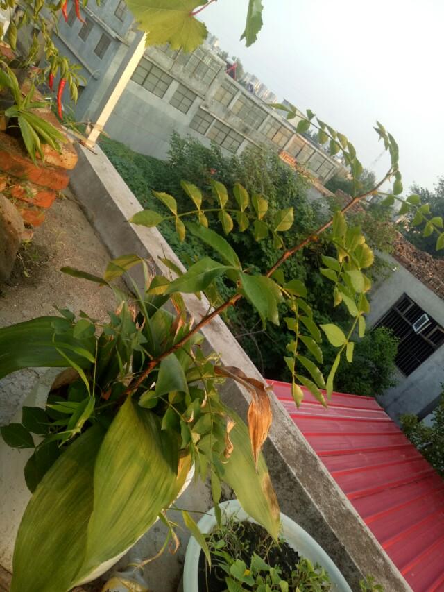 头条问答 - 两层楼,楼顶可以栽点什么植物?(4个回答)