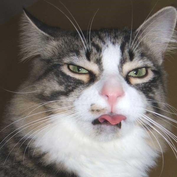 猫天天:为什么猫每天早上都在固定时间喵喵叫？