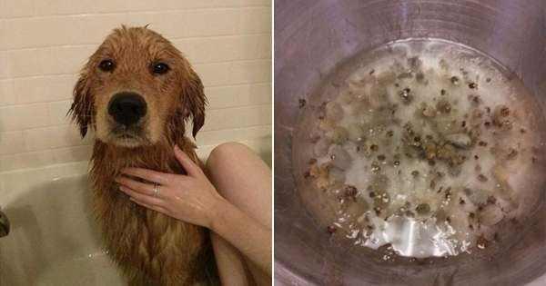 人奶喂狗:人奶喂狗猴 狗不能吃人吃的饭是不是卖狗粮的阴谋？