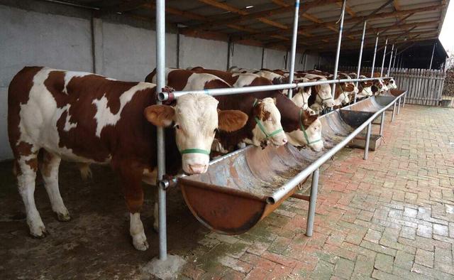 养肉牛有保险吗，肉牛养殖会存在哪些问题？