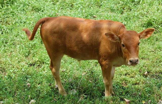 养肉牛有保险吗，肉牛养殖会存在哪些问题？