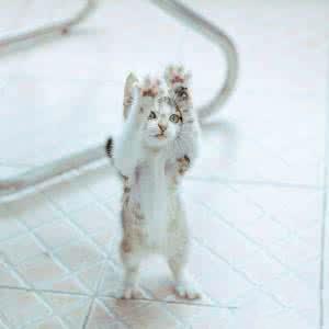 母猫脖子总被公猫咬破:猫咪咬伤主人时会觉得愧疚吗？