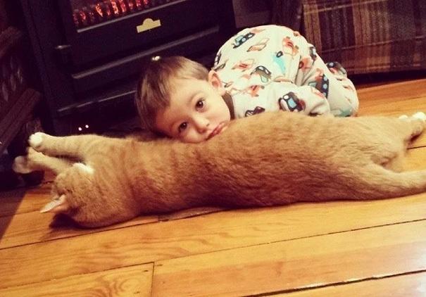 母猫脖子总被公猫咬破:猫咪咬伤主人时会觉得愧疚吗？