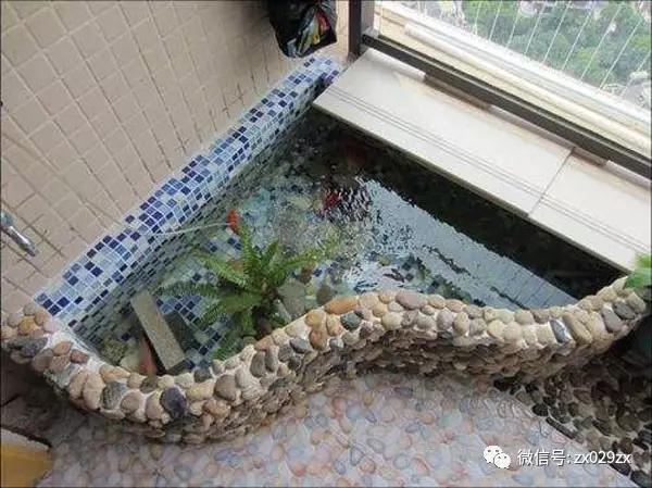 宠物cg鲨鱼型号规格:cg鲨鱼品种大全 自己砌一个宽1米，长3米的小鱼池，需要哪些工具和材料？