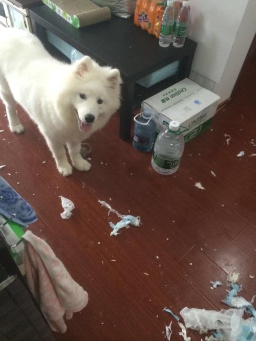 萨摩耶和白色瑞士牧羊犬:银狐犬和萨摩耶最大的区别是什么？ 萨摩耶与瑞士白色牧羊犬的区别