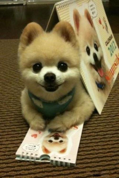 萨摩耶和白色瑞士牧羊犬:银狐犬和萨摩耶最大的区别是什么？ 萨摩耶与瑞士白色牧羊犬的区别