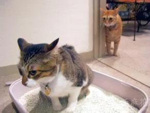 土猫:猫只会在有猫砂的地方上厕所吗？
