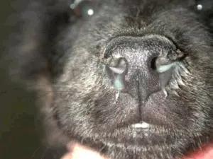 狗得狗瘟能治好吗:如果狗狗得了犬细小病，犬瘟之类的烈性传染病，你会怎么办？