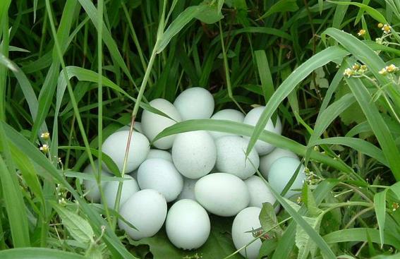 绿皮鸡蛋是什么品种鸡，为什么有的鸡蛋是绿色的，绿色鸡蛋是什么品种？