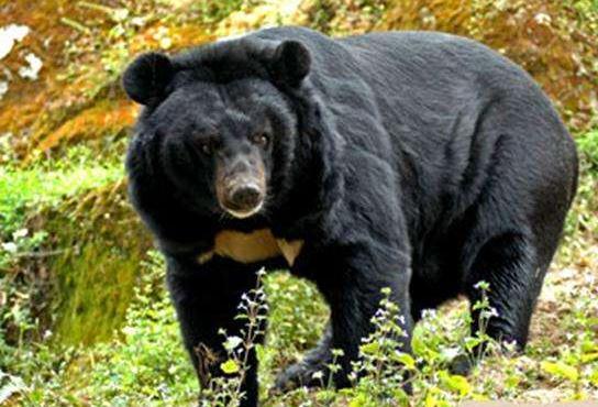 熊二死亡的样子，黑龙江男子进山采药遭黑熊袭击，左眼被掏空，熊到底有多凶残