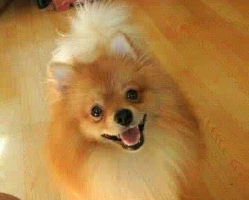 萨摩耶和白色瑞士牧羊犬:银狐犬和萨摩耶最大的区别是什么？ 萨摩耶与瑞士白色牧羊犬的区别