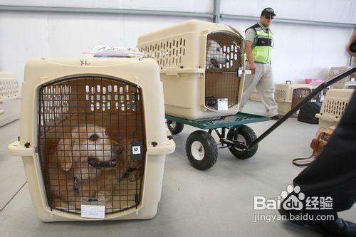 台湾宠物入境:台湾宠物入境许可证 怎么带秋田犬去台湾旅游？