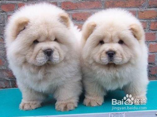 台湾宠物入境:台湾宠物入境许可证 怎么带秋田犬去台湾旅游？