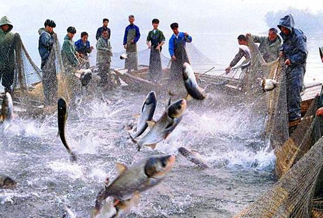 信阳鱼类养殖:为什么河南信阳人这么会吃鱼？