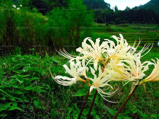 灵异事件薄彼岸花:把自己的血滴在彼岸花上会怎么样？