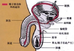 男模勃起:为何男性健康问题要多吃西红柿？