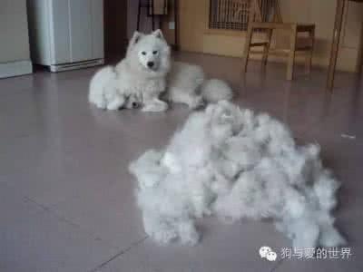 萨摩耶和白色瑞士牧羊犬:银狐犬和萨摩耶最大的区别是什么？ 萨摩耶与瑞士白色牧羊犬的区别