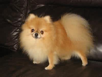 萨摩耶和白色瑞士牧羊犬:银狐犬和萨摩耶最大的区别是什么？ 萨摩耶与瑞士白色牧羊犬的区别