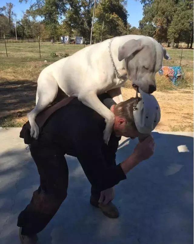 奇异宠物大型:有哪些大型犬聪明，忠诚，勇敢。最好可塑性好的？