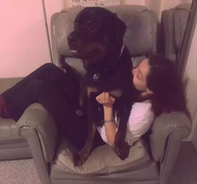 奇异宠物大型:有哪些大型犬聪明，忠诚，勇敢。最好可塑性好的？