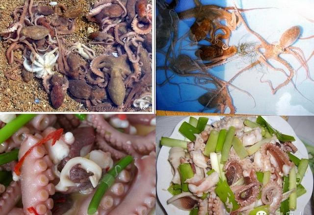 青岛海鱼的种类图片:潮汕海鱼的种类图片及名称 除夕，在青岛吃哪种鱼会比较有地域特色？