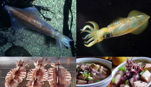 青岛海鱼的种类图片:潮汕海鱼的种类图片及名称 除夕，在青岛吃哪种鱼会比较有地域特色？