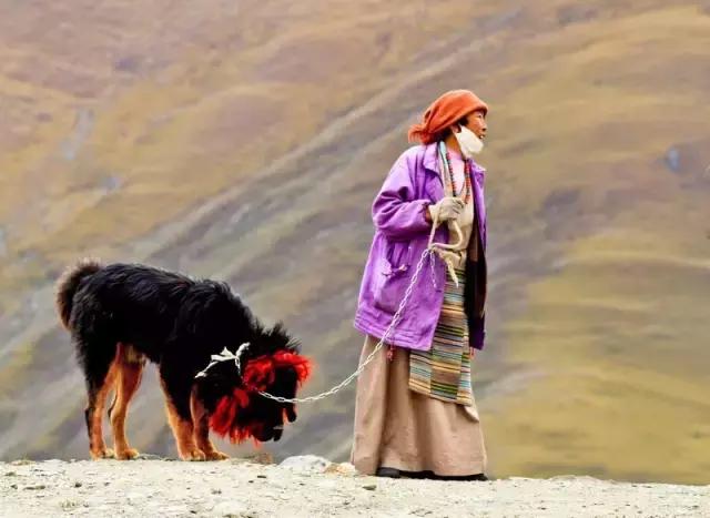 藏獒之家全部小说:你知道藏獒犬不适合家养的原因吗？