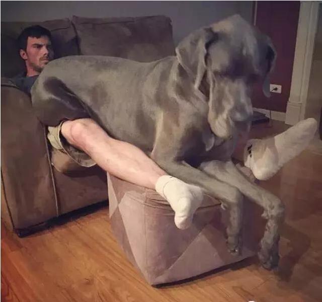 奇异宠物大型:有哪些大型犬聪明，忠诚，勇敢。最好可塑性好的？