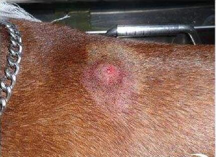 犬绦虫病传染给其他狗吗:狗狗得了细小怎么传染给别的狗狗的？ 狗狗绦虫病会传染人类吗