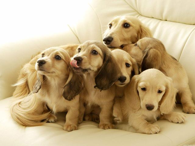 犬绦虫病传染给其他狗吗:狗狗得了细小怎么传染给别的狗狗的？ 狗狗绦虫病会传染人类吗
