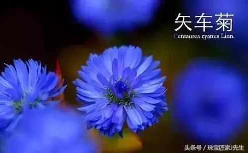 克什米尔蓝宝石:哪个地方的蓝宝石比较出名？