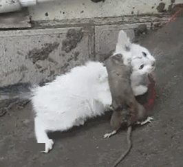 超萌猫猫版打地鼠:宠物猫放到野外能自己捉老鼠吗？ 猫猫打地鼠游戏