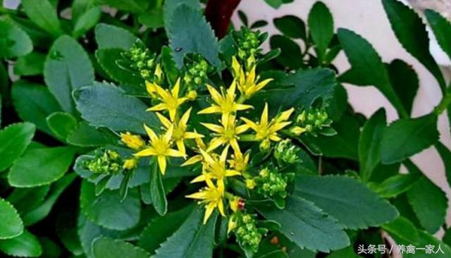 救心菜这个野草能用来养鸡吗？
