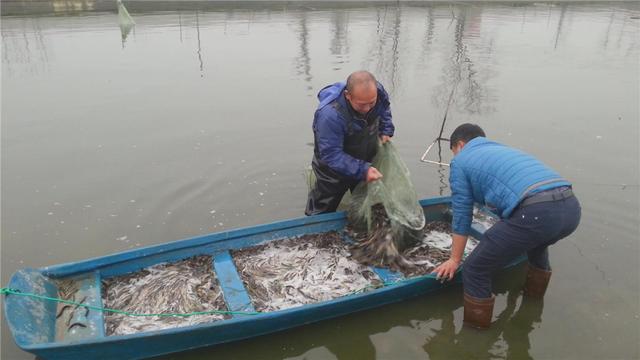 荷塘泥可以放苦力泥鳅:荷塘泥要配木炭吗 泥鳅如何养殖？在养殖过程中要注意哪些问题？