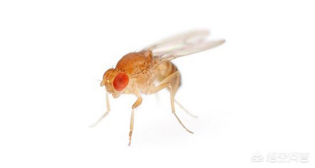 狗结膜吸吮线虫:狗结膜吸吮线虫吃驱虫药可以吗 人畜共患眼线虫——结膜吸吮线虫？