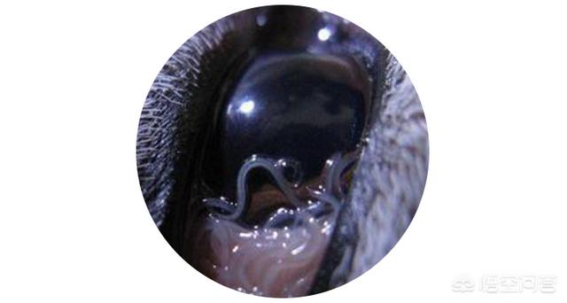 狗结膜吸吮线虫:狗结膜吸吮线虫吃驱虫药可以吗 人畜共患眼线虫——结膜吸吮线虫？