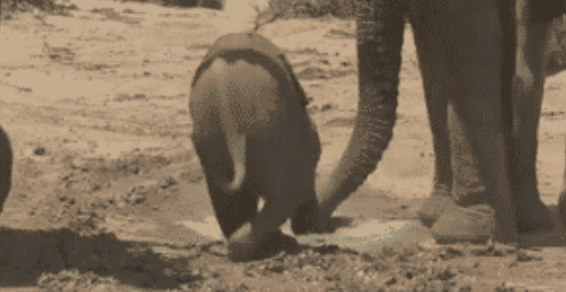 巨蟒，人心不足蛇吞象：现实中，蟒蛇真的能吞得下大象吗