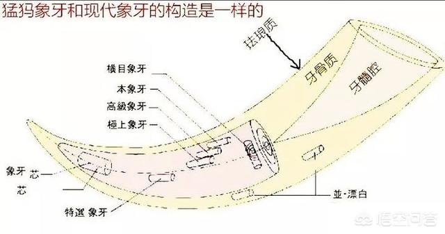 此物浑身是宝保定人天天吃，农村常见的白土蚕有什么作用，可以治疗疾病吗，在哪里可以找到