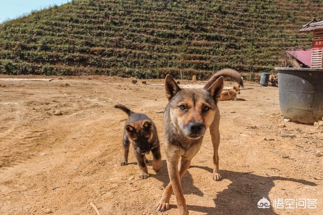 珍岛狗和田园犬:珍岛犬和田园犬 为什么中华田园犬和日本柴犬，在各自国家的待遇差别这么大？