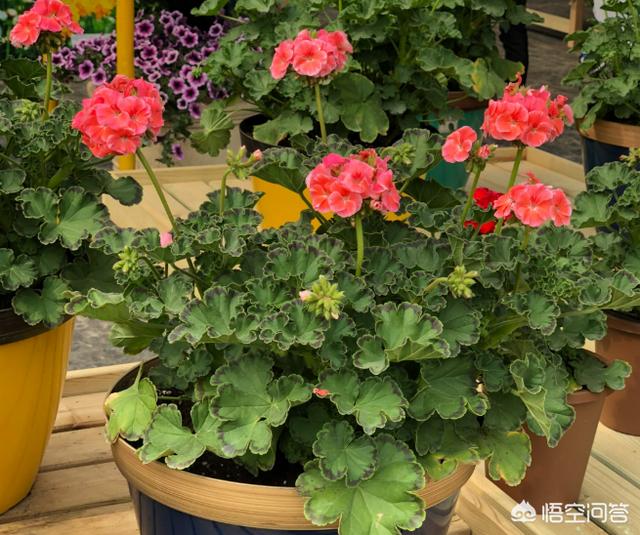 哪些花适合在室内养？