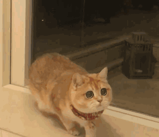 被猫抓了一下轻微破皮要打针吗:被自己家的猫抓破了一点，需要打针吗？